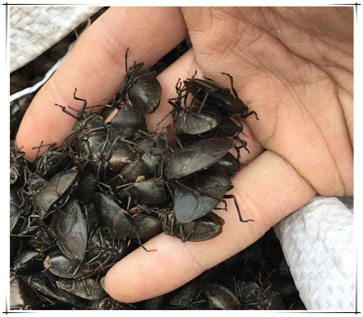 九香虫100g 打屁虫 臭壳虫 放屁虫 新鲜干货非中药材粉 新鲜干货