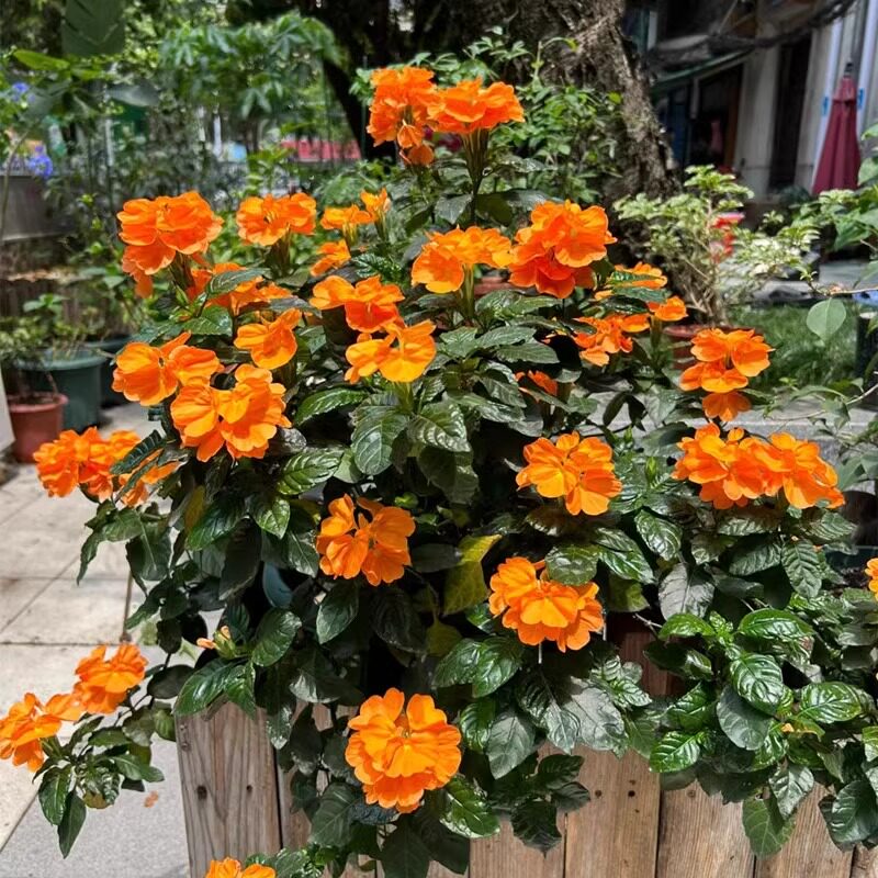 鸟尾花盆栽 阳台庭院植物 耐热耐晒 花期长 多年生新手好养