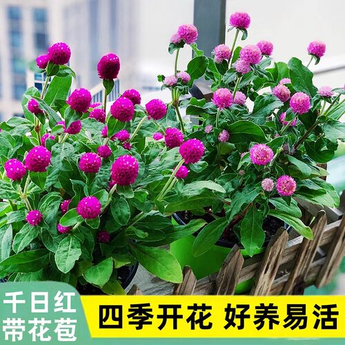 千日红盆栽苗带花苞阳台庭院花卉