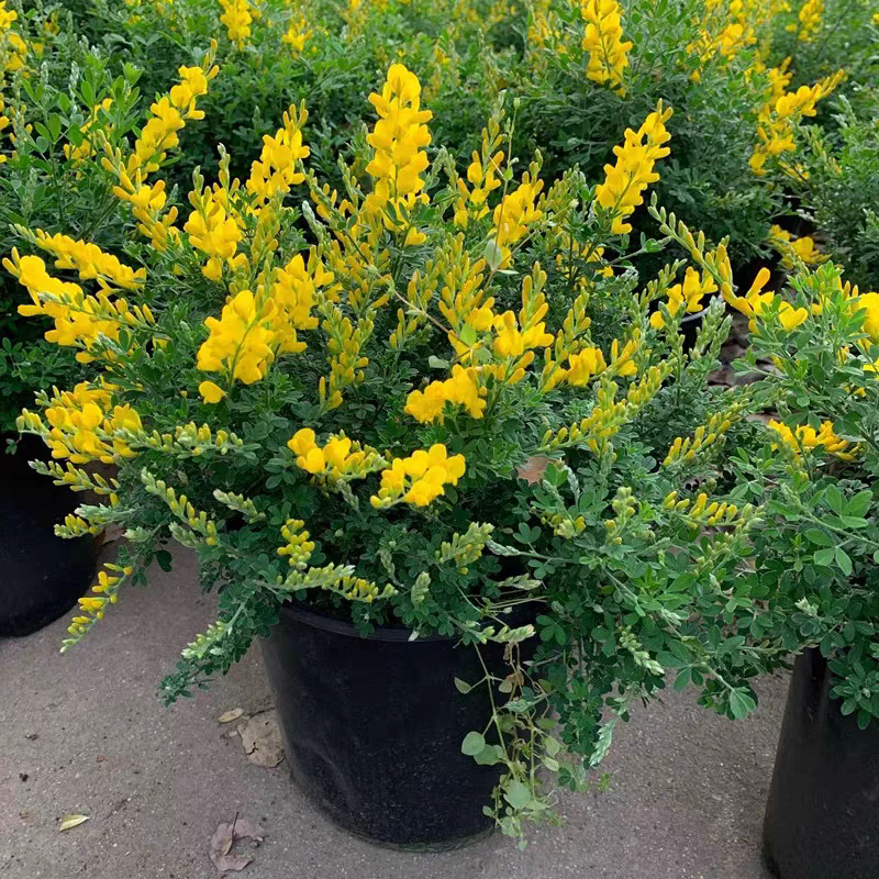 金雀花盆栽花苗黄金雀耐寒耐热好养活花期长庭院阳台花镜植物花卉