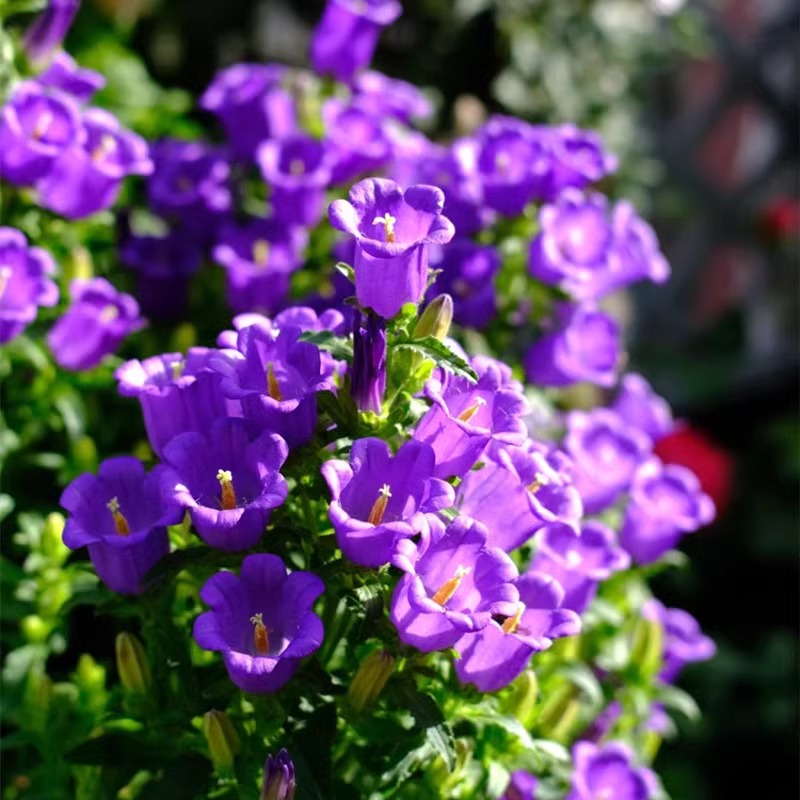 大花风铃草盆栽酒杯风铃好养庭院阳台花卉植物多年生宿根四季耐寒