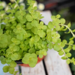蔓性金叶过路黄盆栽苗黄金串吊兰多年生沼泽挺水常绿观叶地被植物