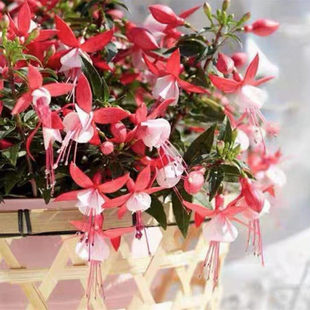 垂吊倒挂金钟盆栽苗带花铃铛花苗室外绿植四季阳台耐寒花卉好养活