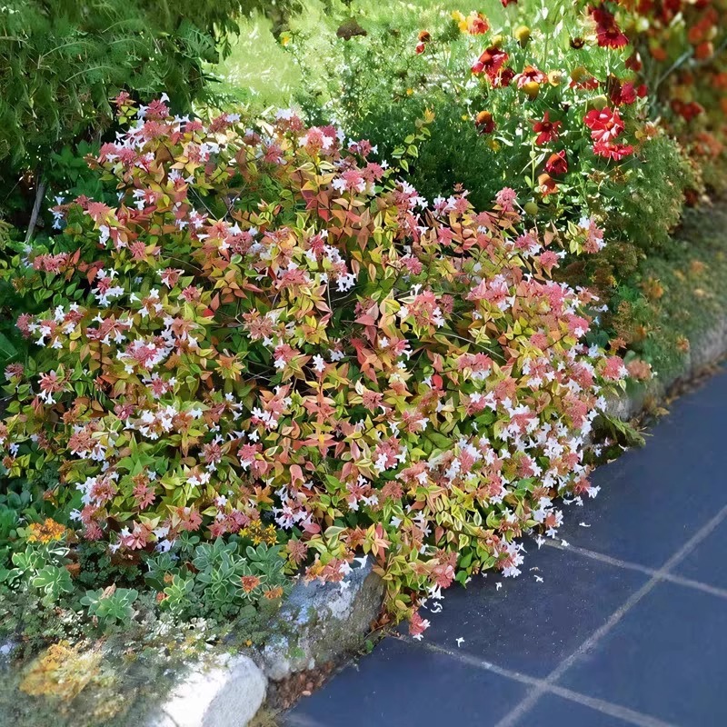 庭院花园花镜亮叶植物耐寒耐热苗