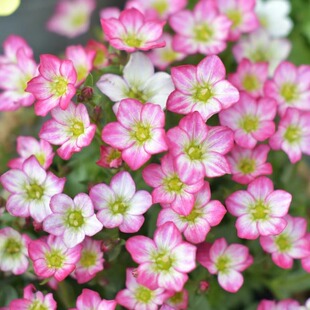 虎耳草盆栽舞动精灵多年生耐寒庭院客厅好养活迷你盆栽植物易爆花