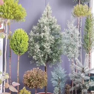蓝冰柏盆栽耐寒耐晒四季常绿松柏树庭院造景花镜植物阳台户外绿植