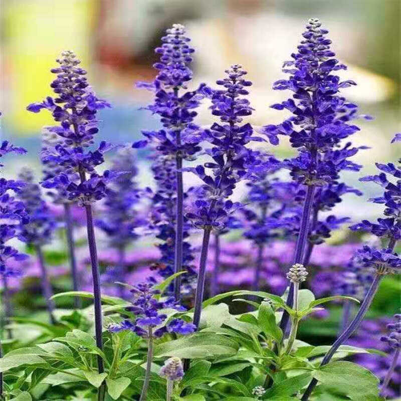 薰衣草蓝花鼠尾草盆栽带花苞一串蓝花苗阳台庭院花镜蓝色景观花卉