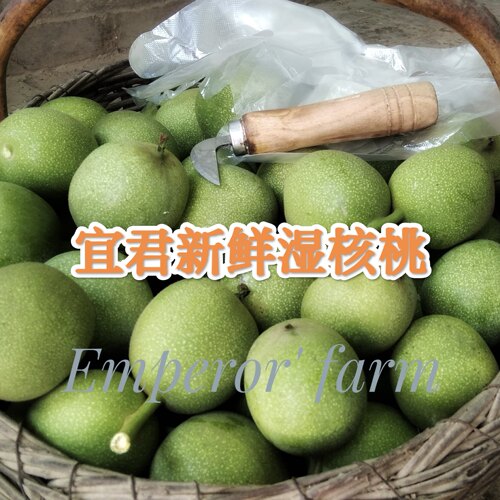 新鲜青皮核桃宜君新鲜湿核桃嫩核桃陕西核桃野生山地核桃包邮