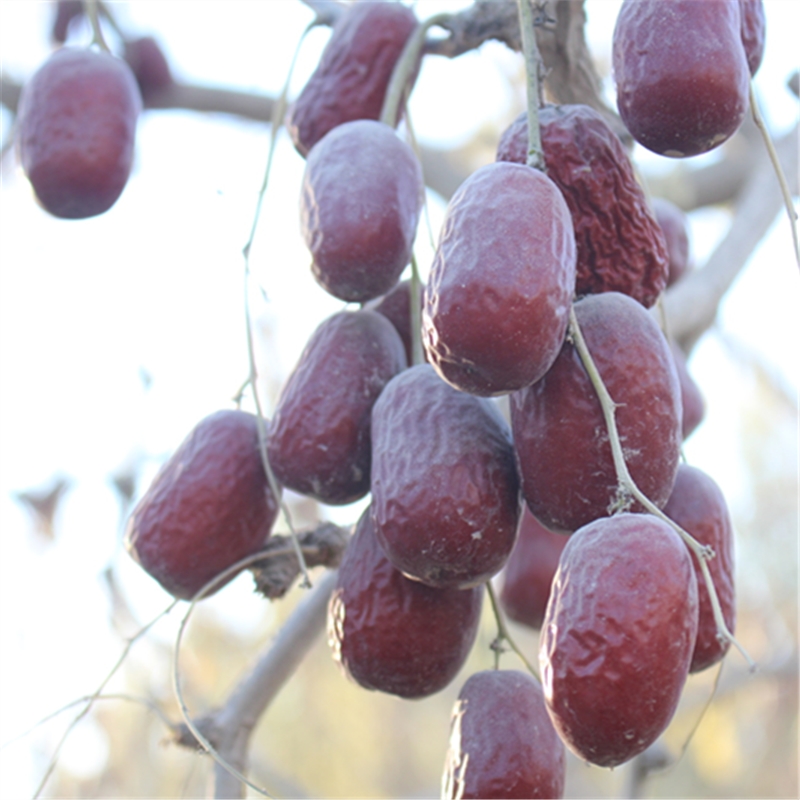 新枣【5斤装】特级个吊干枣灰枣
