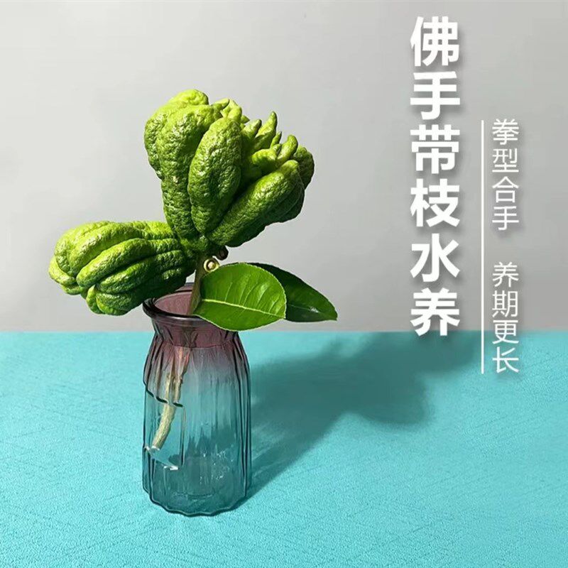 现摘现发带枝水养佛手果金华佛手柑清供观L赏水培把玩插花新鲜广