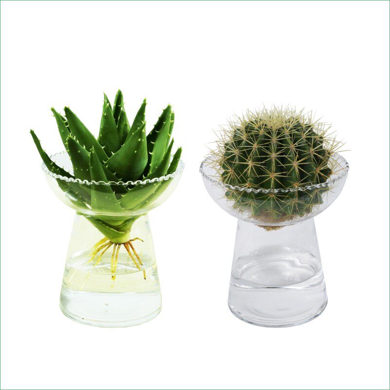 水培芦荟仙人球金琥盆栽不夜城z多肉绿植物办公室内盆栽绿植花卉