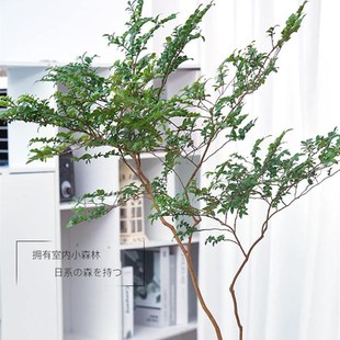 美男木鲜切枝g条水培植物马醉木吊钟平替客厅室内装饰易活落地盆