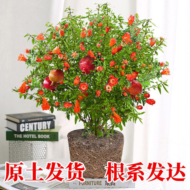 石榴花盆栽观赏果树苗四季开花植物室外庭K院阳台绿植花卉室内盆