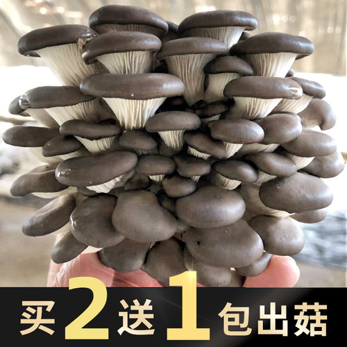 蘑菇种植菌包阳台香菇