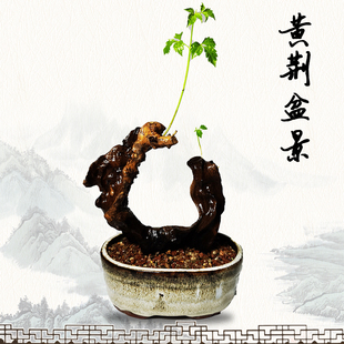 【直播选货】黄荆盆景树桩疙瘩舍利室内盆栽绿植新手练手生桩熟桩