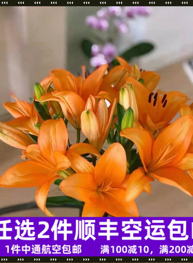 橙色亚百合母亲节鲜切花百合鲜花婚礼水养昆明基地直发航空包邮