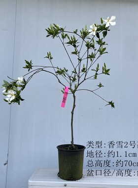 栀子花香雪二号单杆树苗阳台盆栽四季绿植小叶枝子室外庭院绿化苗