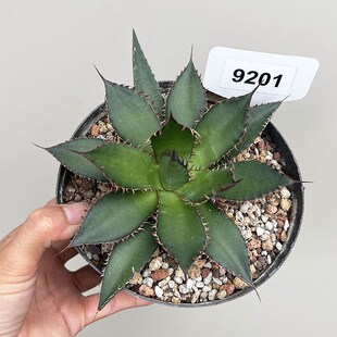 植物员外 密刺霍利达一物一拍 龙舌兰沙生耐旱阳台多肉绿植盆栽