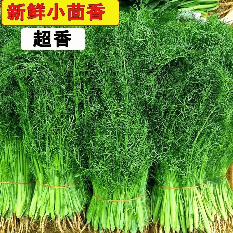 新鲜小茴香当季蔬菜茴香菜