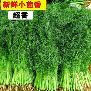 新鲜小茴香当季蔬菜茴香菜