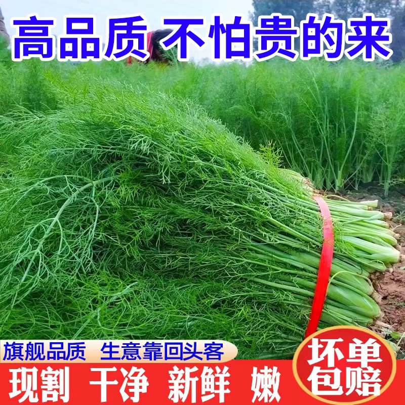 农家带根河北茴香菜新鲜小茴香当季蔬菜茴香菜茴香包饺子现采现发