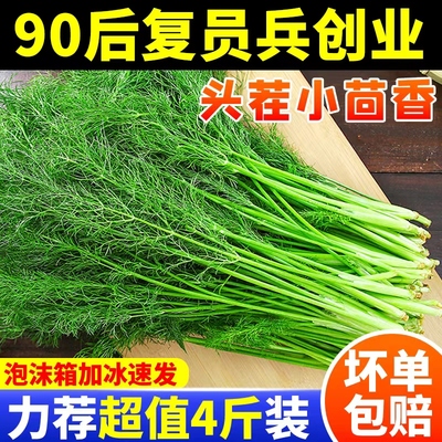 茴香菜新鲜嫩茴香带根发货
