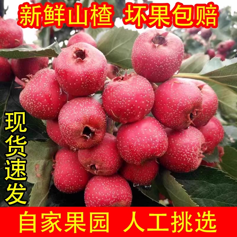 特级新鲜山楂鲜果大果甜山楂山里红当季大山楂甜山楂5斤包邮批发