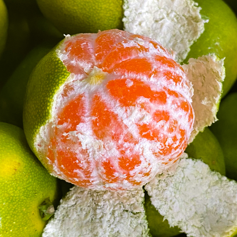 湖南石门橘子新鲜10斤青皮甜密桔子薄皮无籽当季现摘孕妇水果整箱