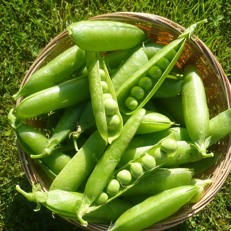 豌豆豆荚价格 豌豆豆荚图片 星期三 豌豆豆荚价格 豌豆豆荚图片 星期三
