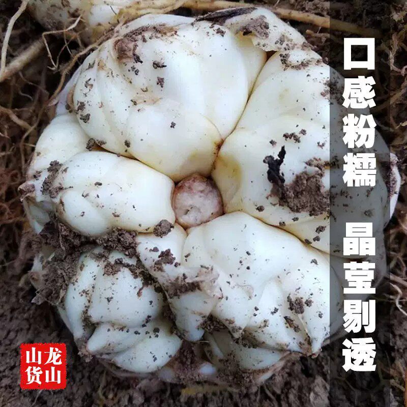 2026新鲜百合龙山百合现挖无硫百合农家自种苦味鲜百合食用特产级