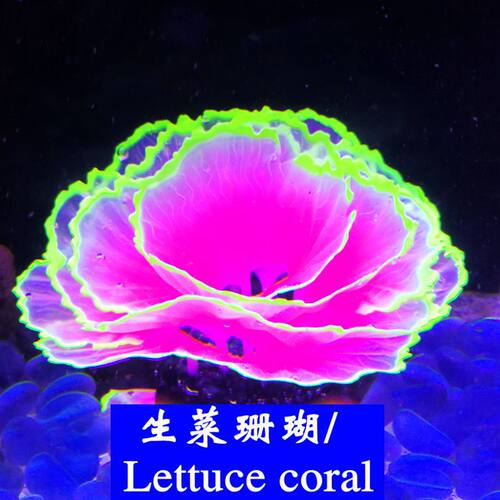 鱼缸装饰品水族箱造景摆