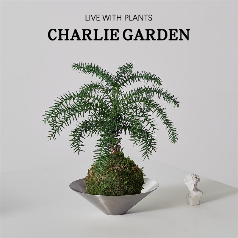 澳洲杉苔藓球简约茶桌小品盆景盆栽送人礼物办公室微景观净化空气