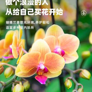 大盆八梗 金色池塘蝴蝶兰盆栽带花客厅花卉乔迁鲜花礼品年宵花
