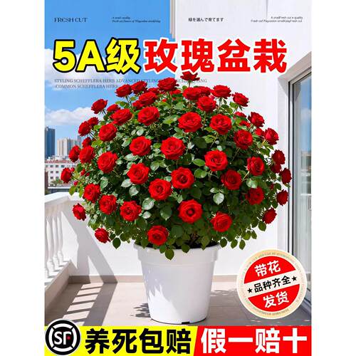 浓香型玫瑰月季花苗盆栽带花苞大花花卉室内阳台果汁阳台四季好养