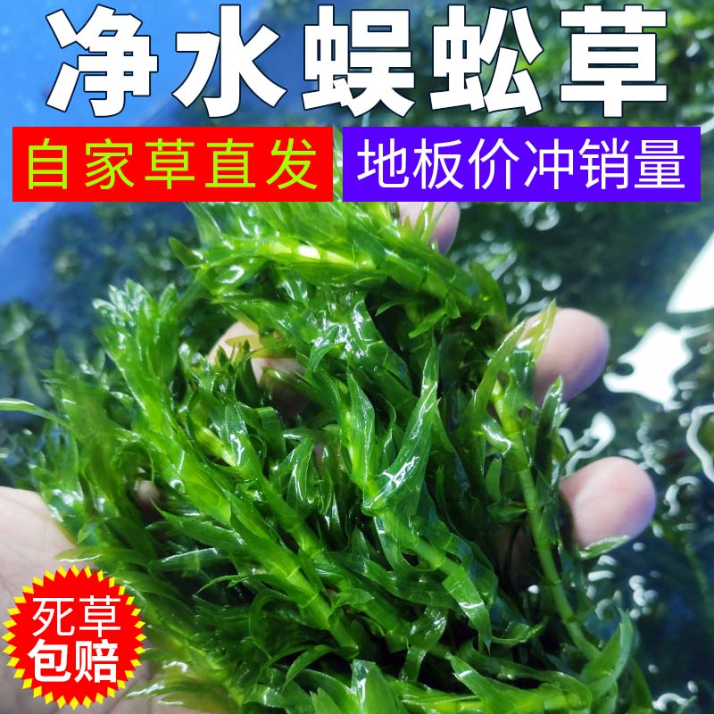 蜈蚣草净水植物绿菊淡水养鱼缸水草活草鱼草净化水质新手好养易活