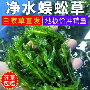 蜈蚣草净水植物绿菊淡水养鱼缸水草活草鱼草净化水质新手好养易活