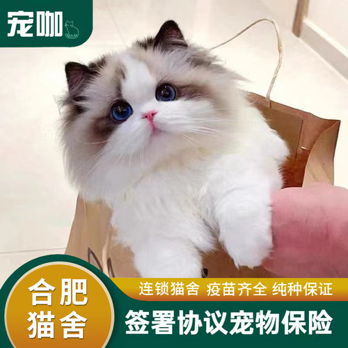 布偶猫幼猫纯种海双宠物猫幼崽网红小型仙女猫活幼体蓝双猫咪活物