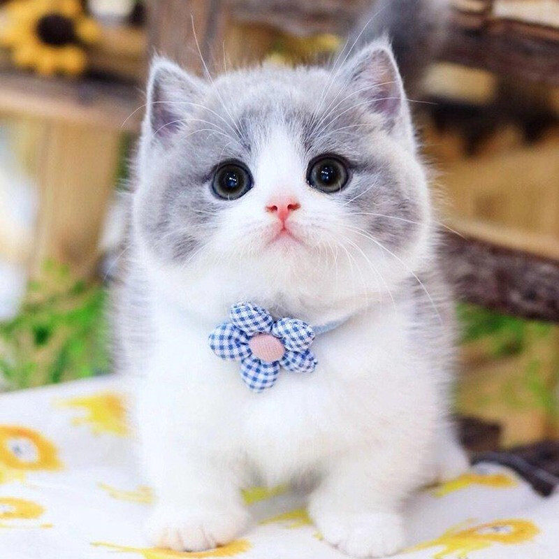 纯种蓝白英短猫活体英短蓝猫幼猫矮脚猫折耳小猫活物宠物猫咪幼崽