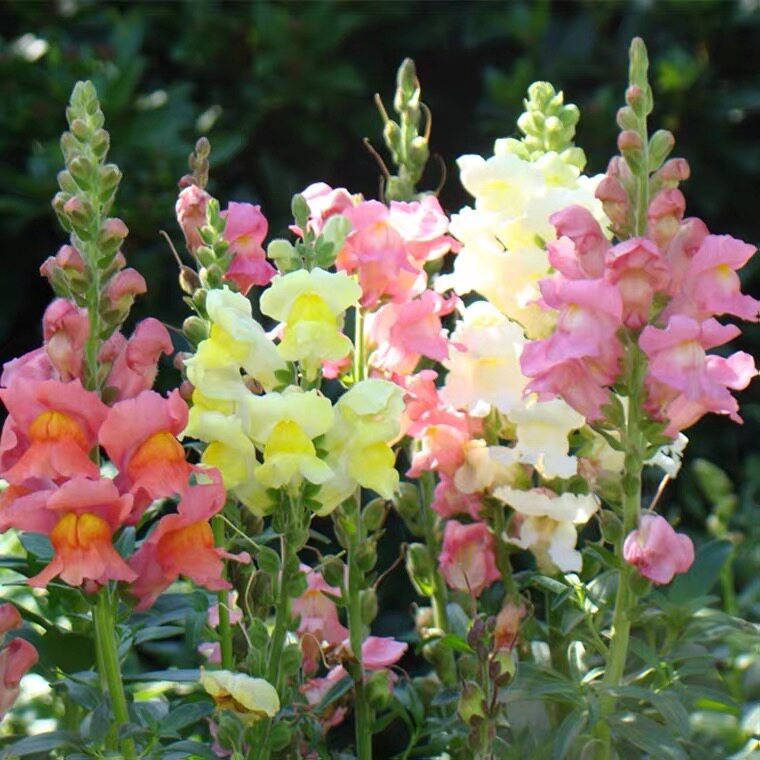 金鱼草盆栽带花 冬季室外耐寒花卉 庭院阳台观花植物 带花发货