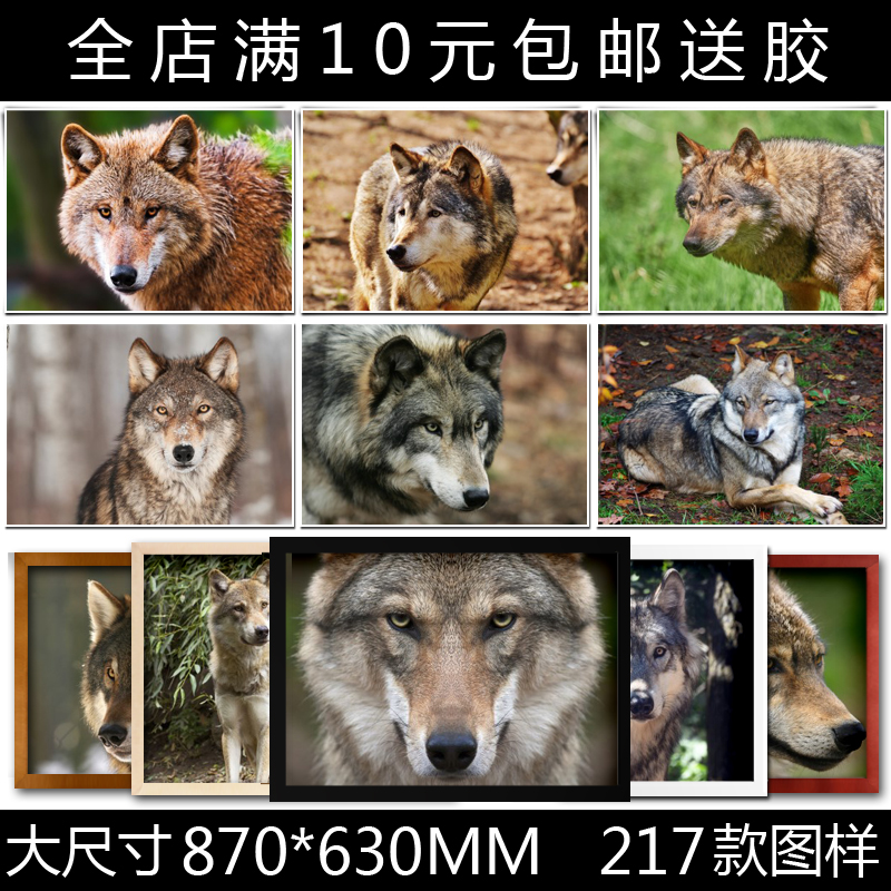 凶狠的野狼动物狼群猛兽海报装饰画大号相框宿舍卧室