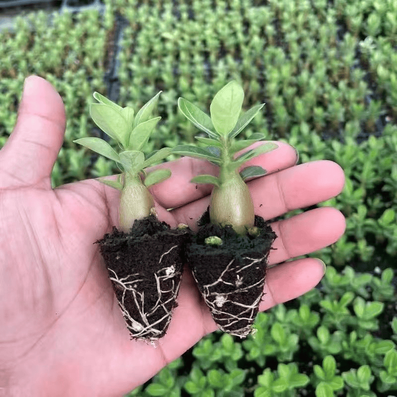 四季花开植物沙漠玫瑰庭院