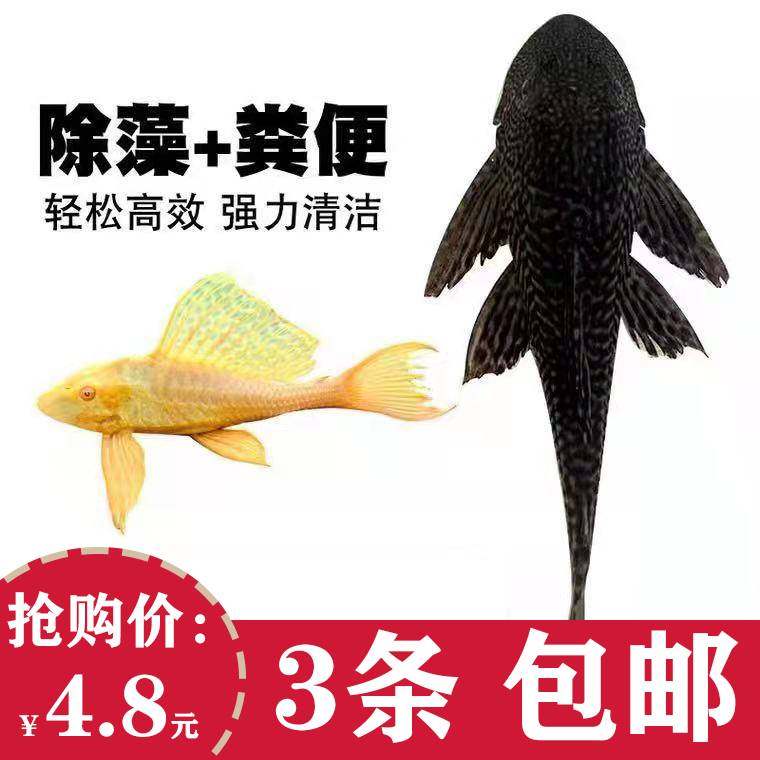 鱼池清道夫垃圾鱼鱼缸冷水清理清洁工具黄色除藻工具鱼女王吃屎