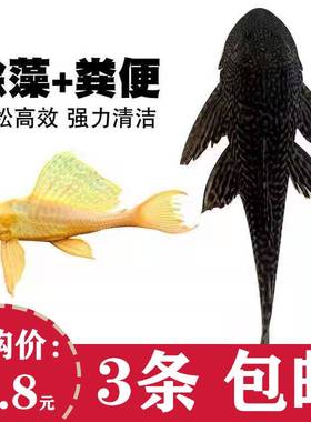 鱼池清道夫垃圾鱼鱼缸冷水清理清洁工具黄色除藻工具鱼女王吃屎