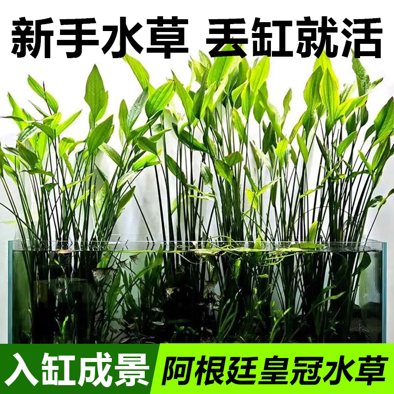 阿根廷皇冠水草鱼缸造景大叶细叶铁皇冠挺水植物水上阴性淡水懒人