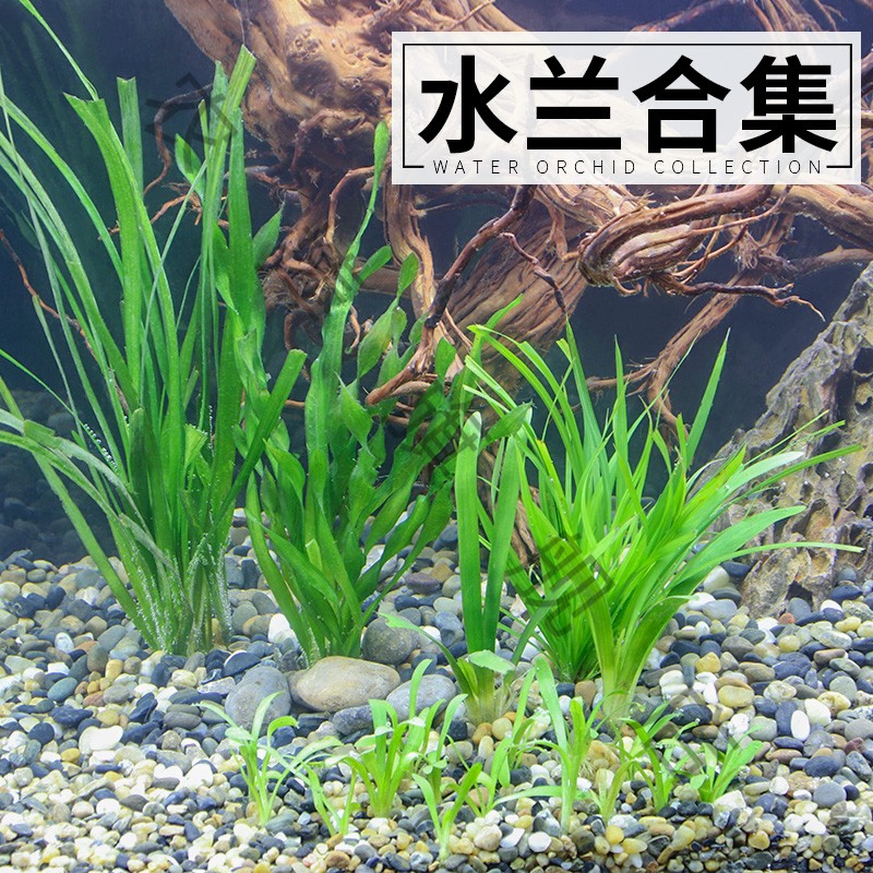迷你水草鱼缸造景套餐阴性植物