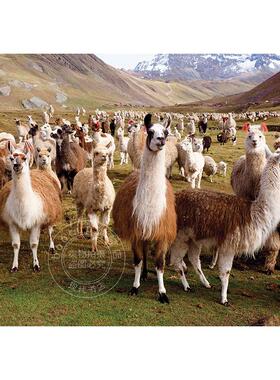 美洲鸵 羊驼 1000片拼图 文创周边 Peter Pauper Press 英文原版  Puzzle Llamas