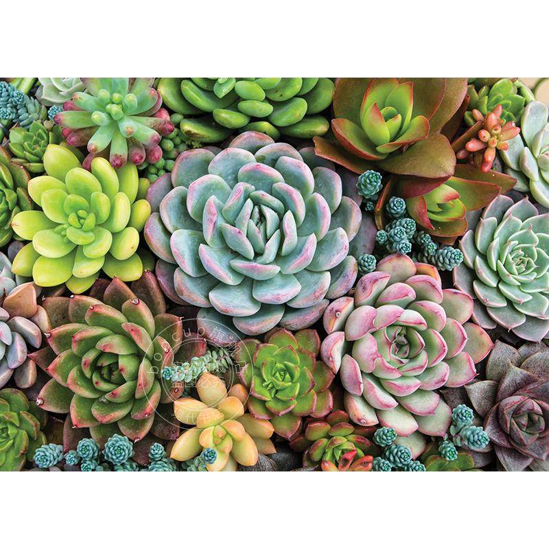 多肉花园 1000片拼图 文创周边 Peter Pauper Press 英文原版 Succulent Garden 1 000 Piece Jigsaw Puzzle