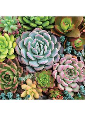 多肉花园 1000片拼图 文创周边 Peter Pauper Press 英文原版  Succulent Garden 1 000 Piece Jigsaw Puzzle