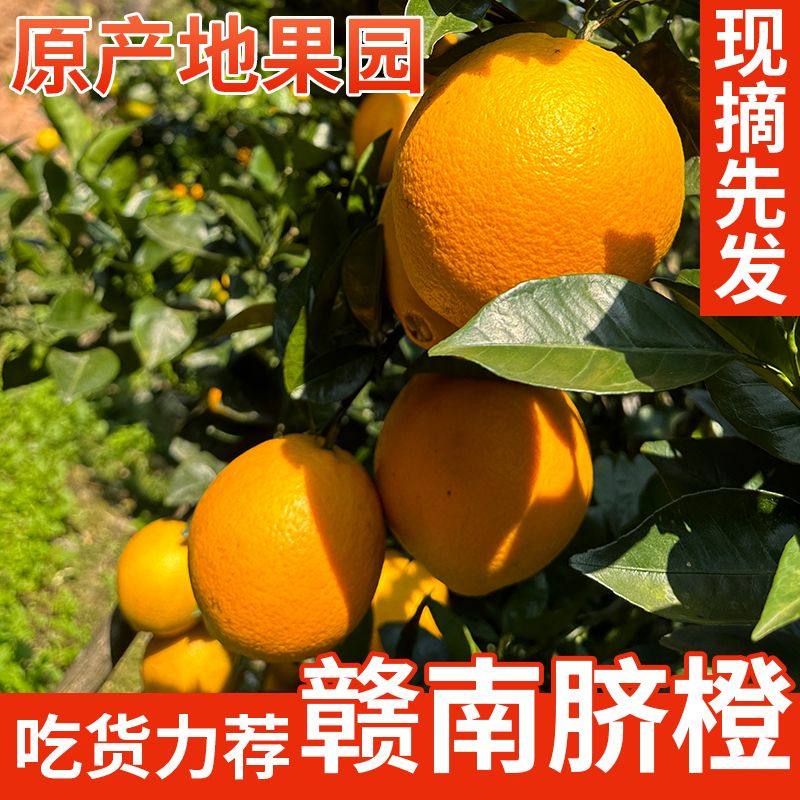 江西赣南脐橙10斤彩箱新鲜现摘当季孕妇水果整箱包邮赣南甜橙子,水产肉类/新鲜蔬果/熟食,橙,淘宝优惠券,粉丝福利购,淘宝优惠卷