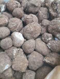 云南原生态中药材新鲜湿茯苓整个活茯苓煲汤熬粥整个发货